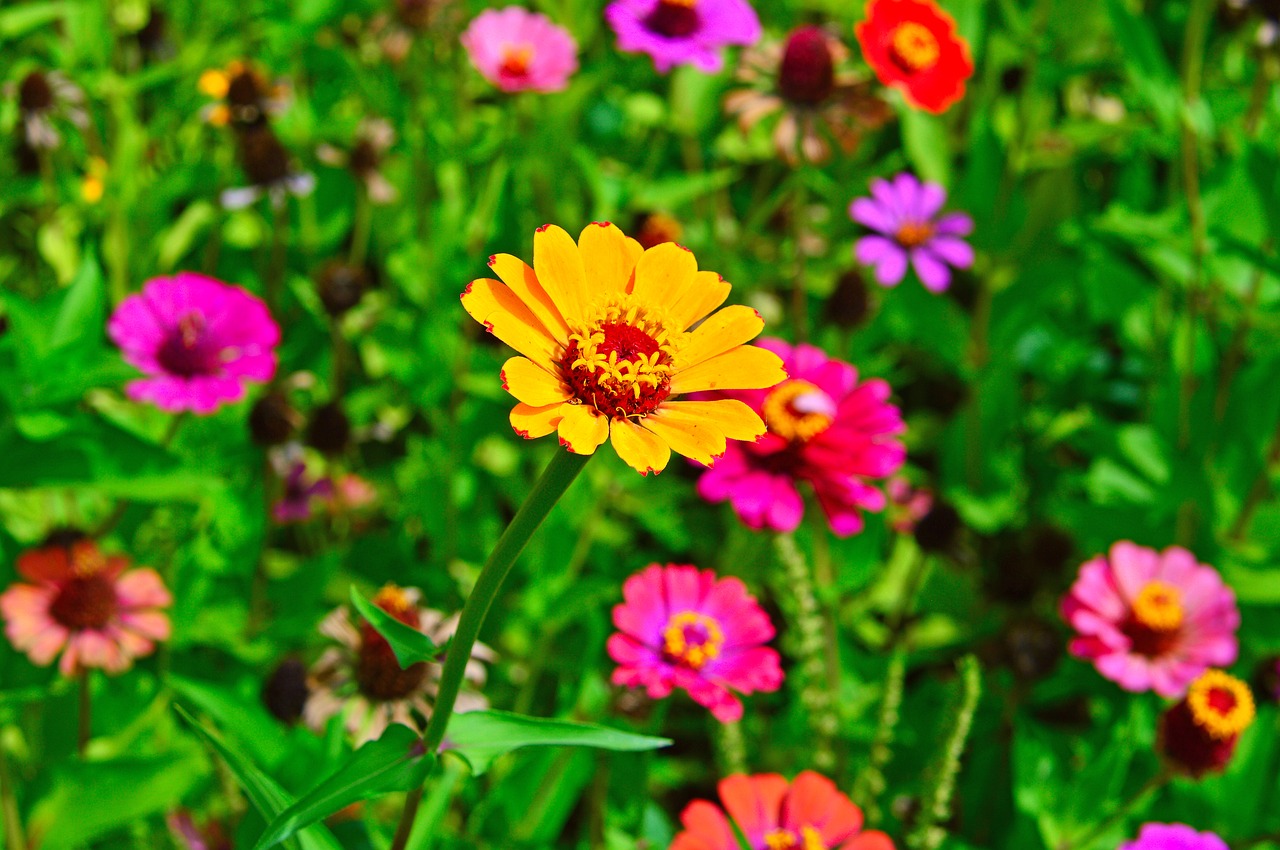 color  summer  summer flowers free photo