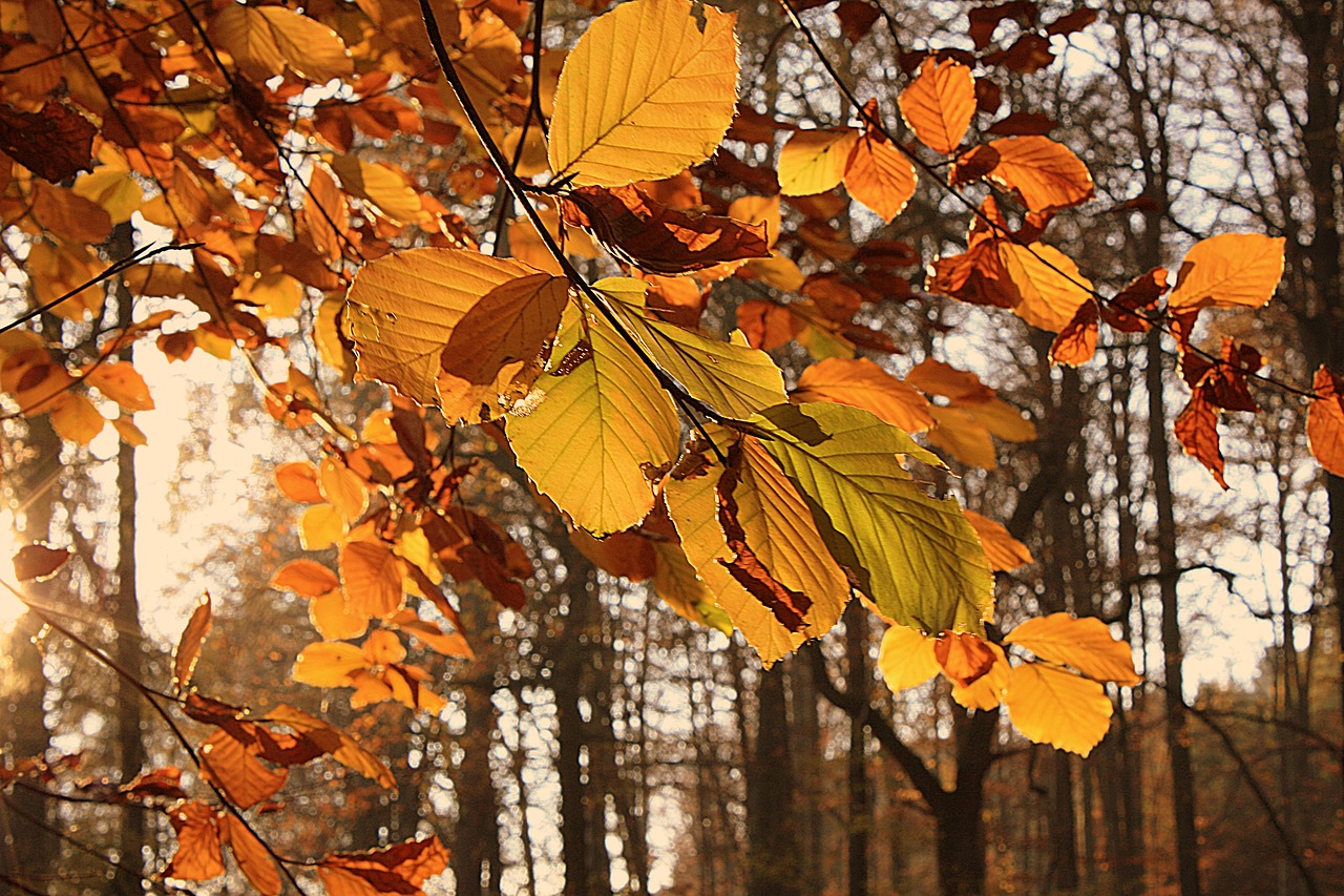 color  autumn  nature free photo