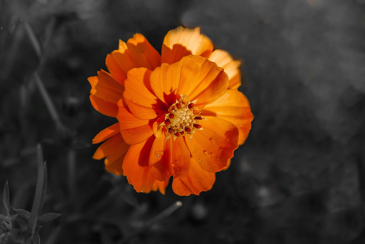 color  exclusive  orange free photo