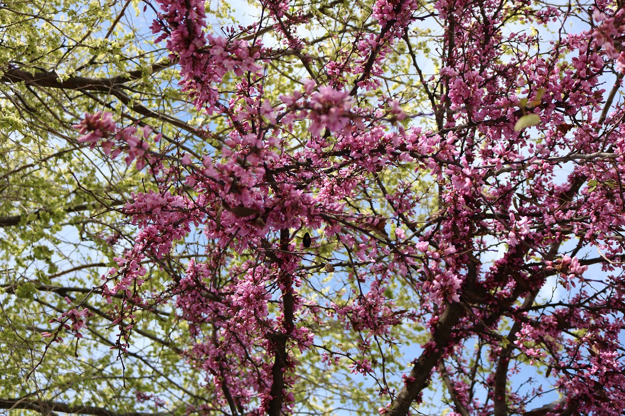 color  flowers  green free photo