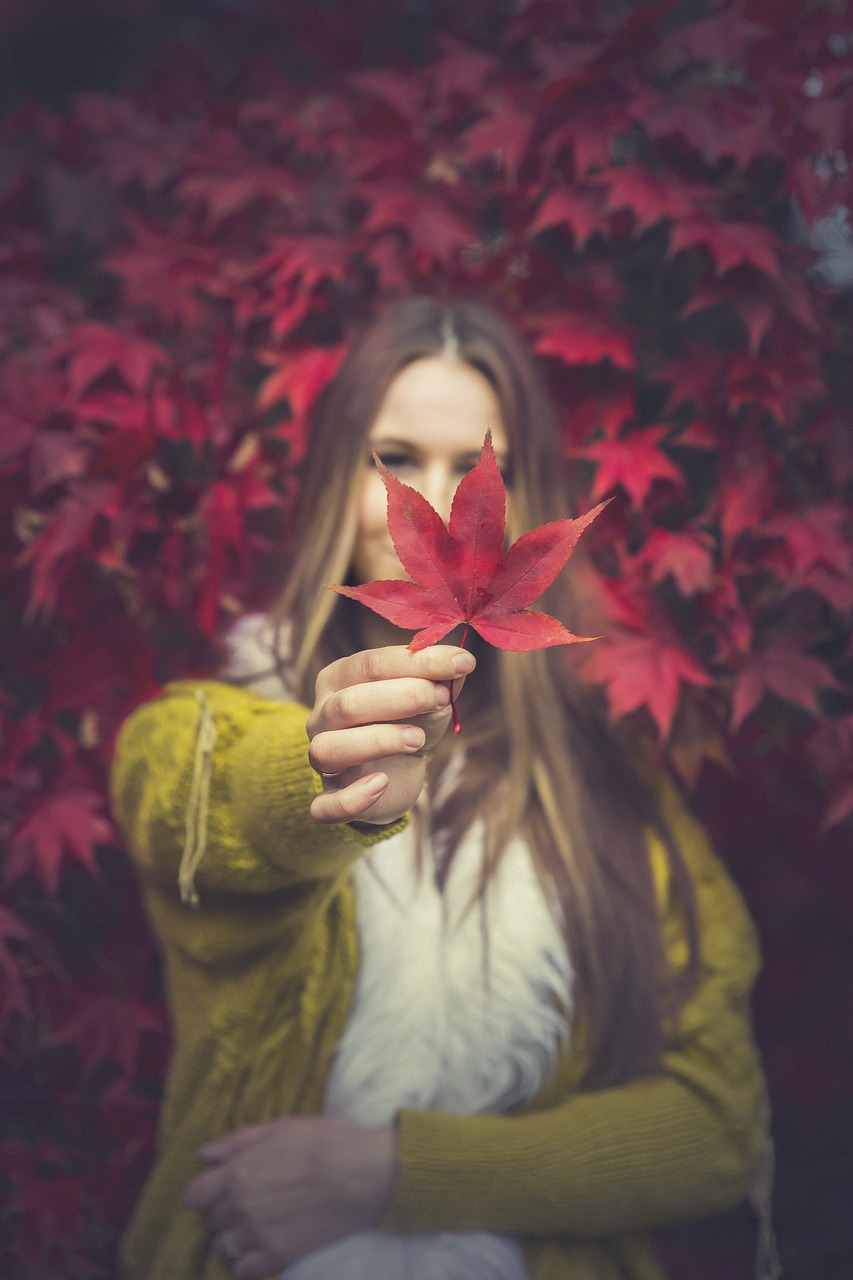 color  autumn  leaves free photo