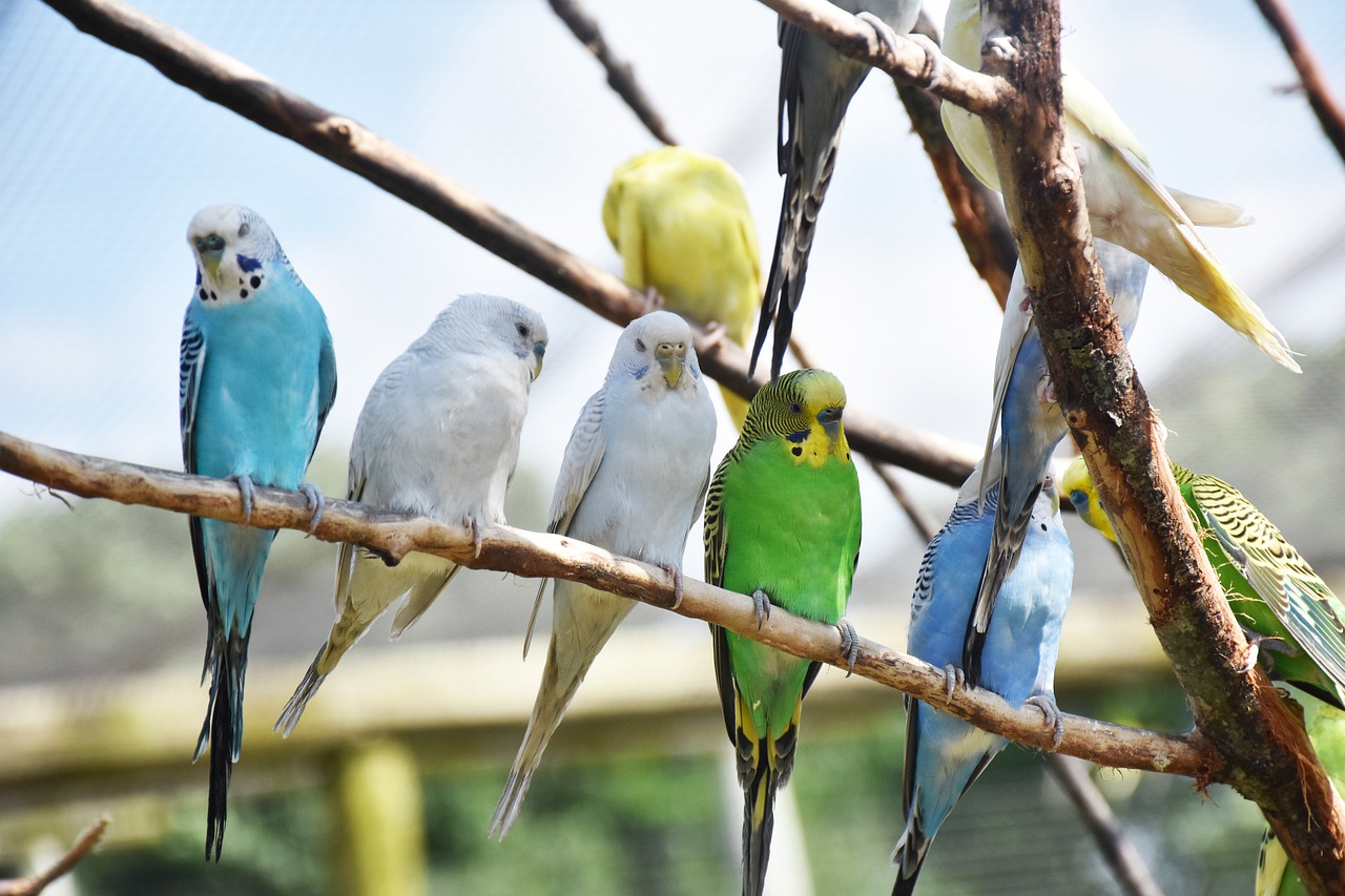 color  birds  colorful free photo