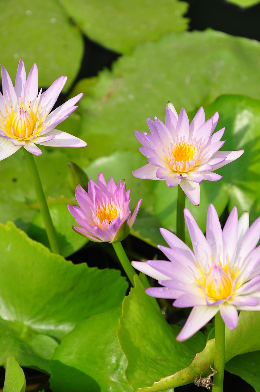 color lotus thailand lotus free photo