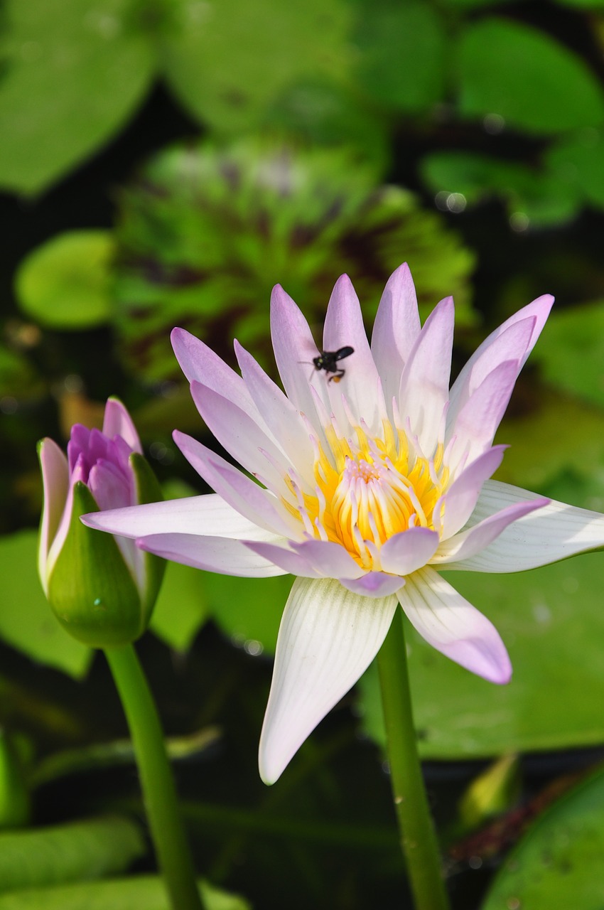 color lotus thailand lotus free photo