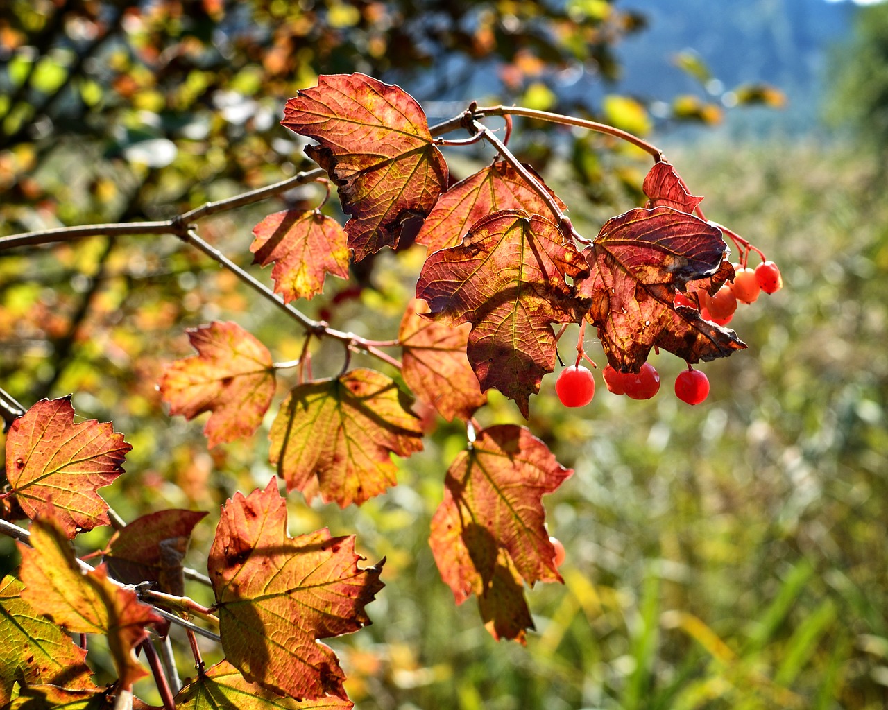 color autumn leaves free photo