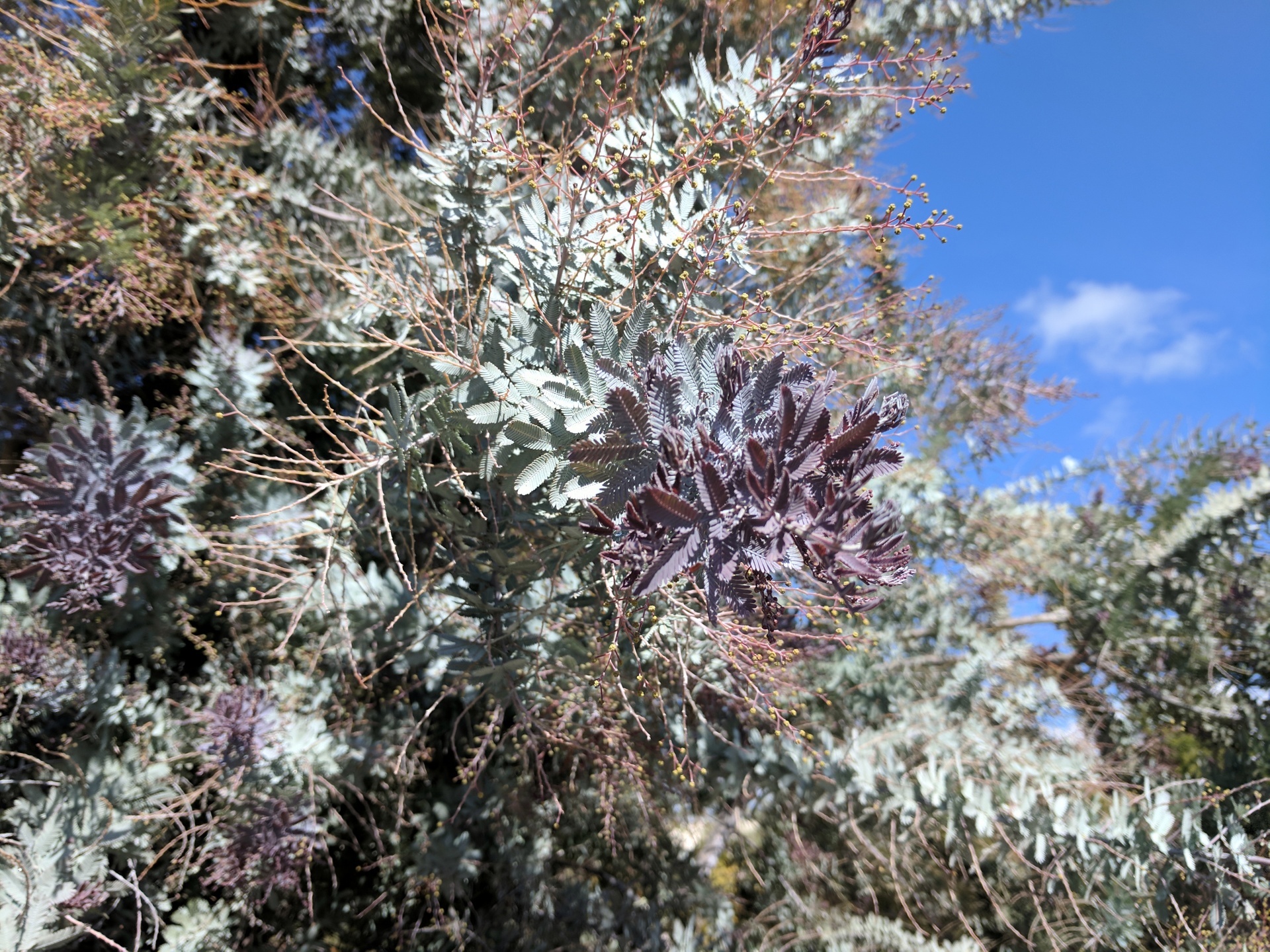 plant plants bush free photo