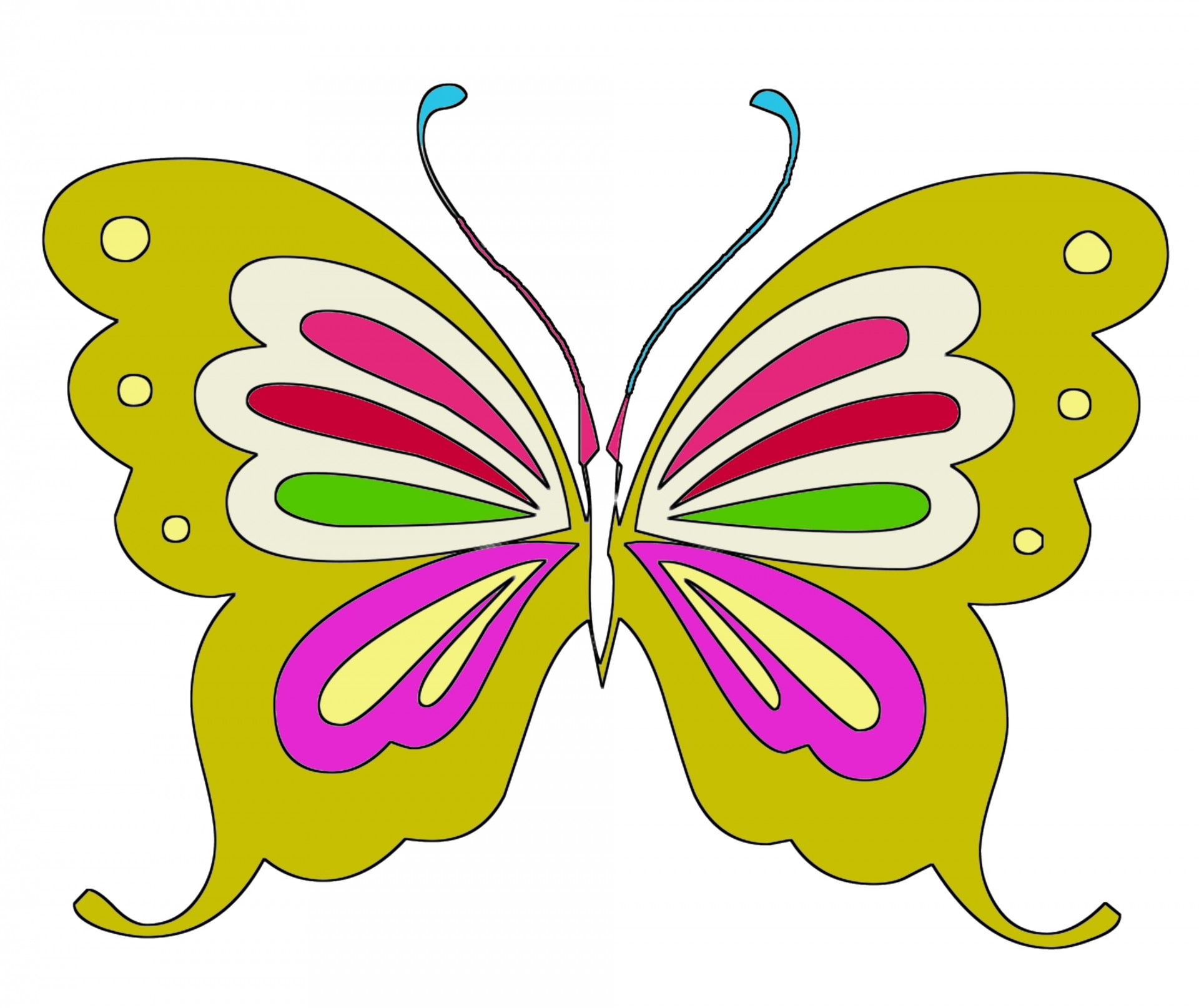 cartoon color butterfly free photo