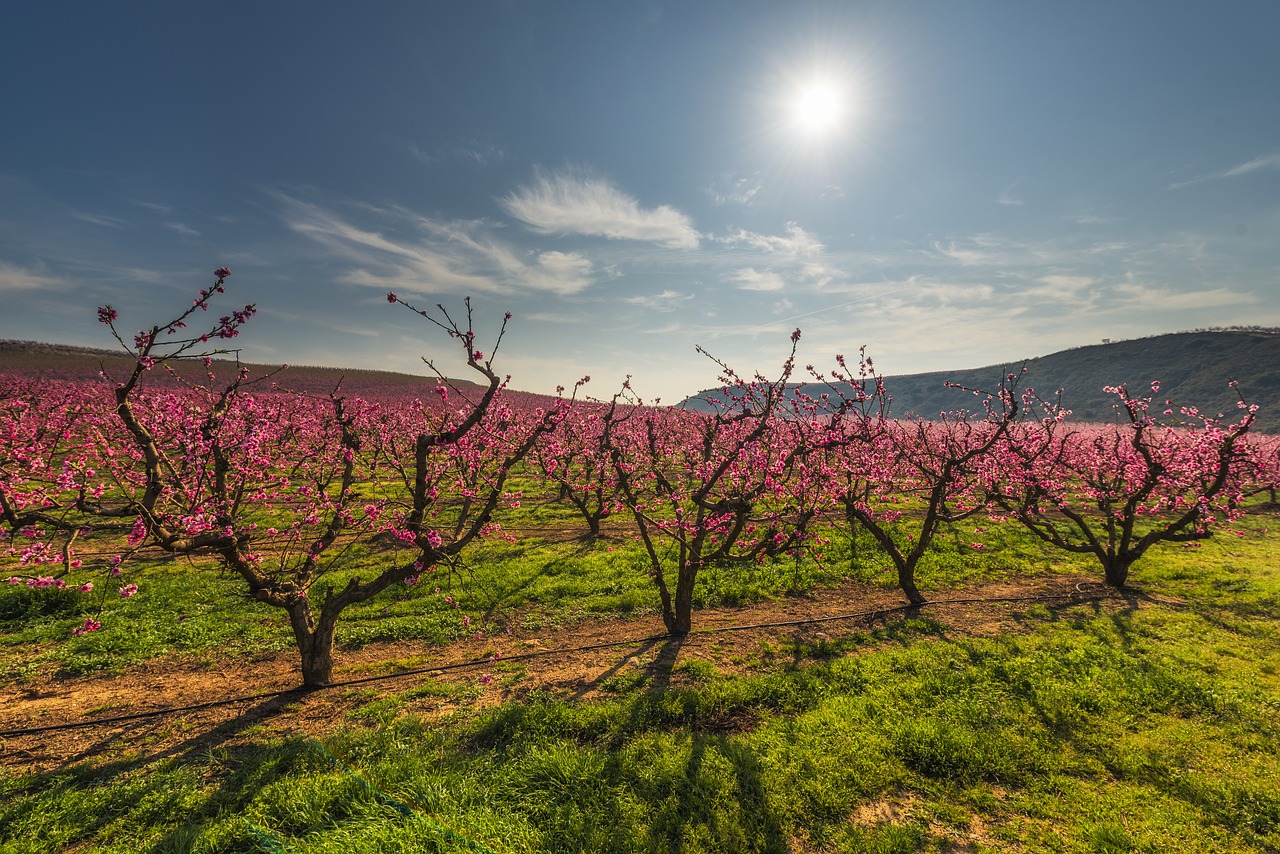 color fields trees field free photo