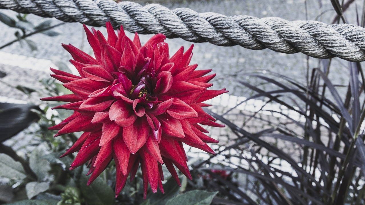 color key red flower rope free photo