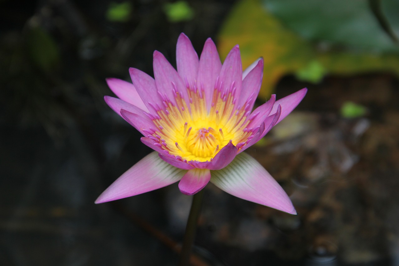 color lotus lotus flower free photo