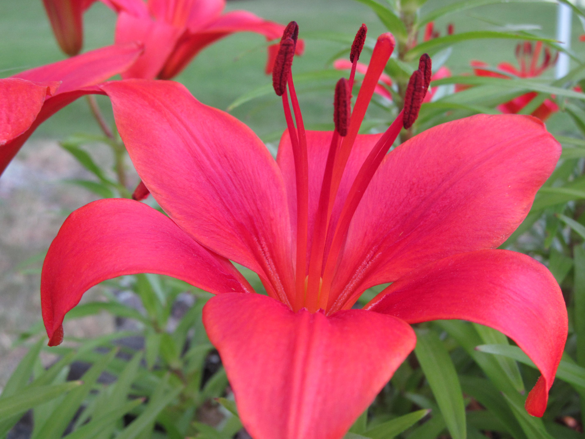 flower red beautiful free photo