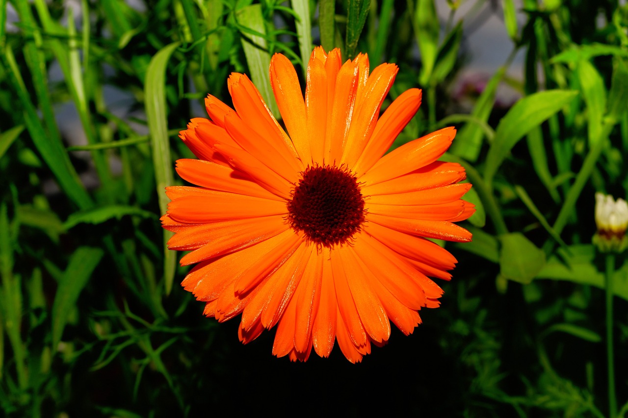 color orange flowers chrysanthemum free photo