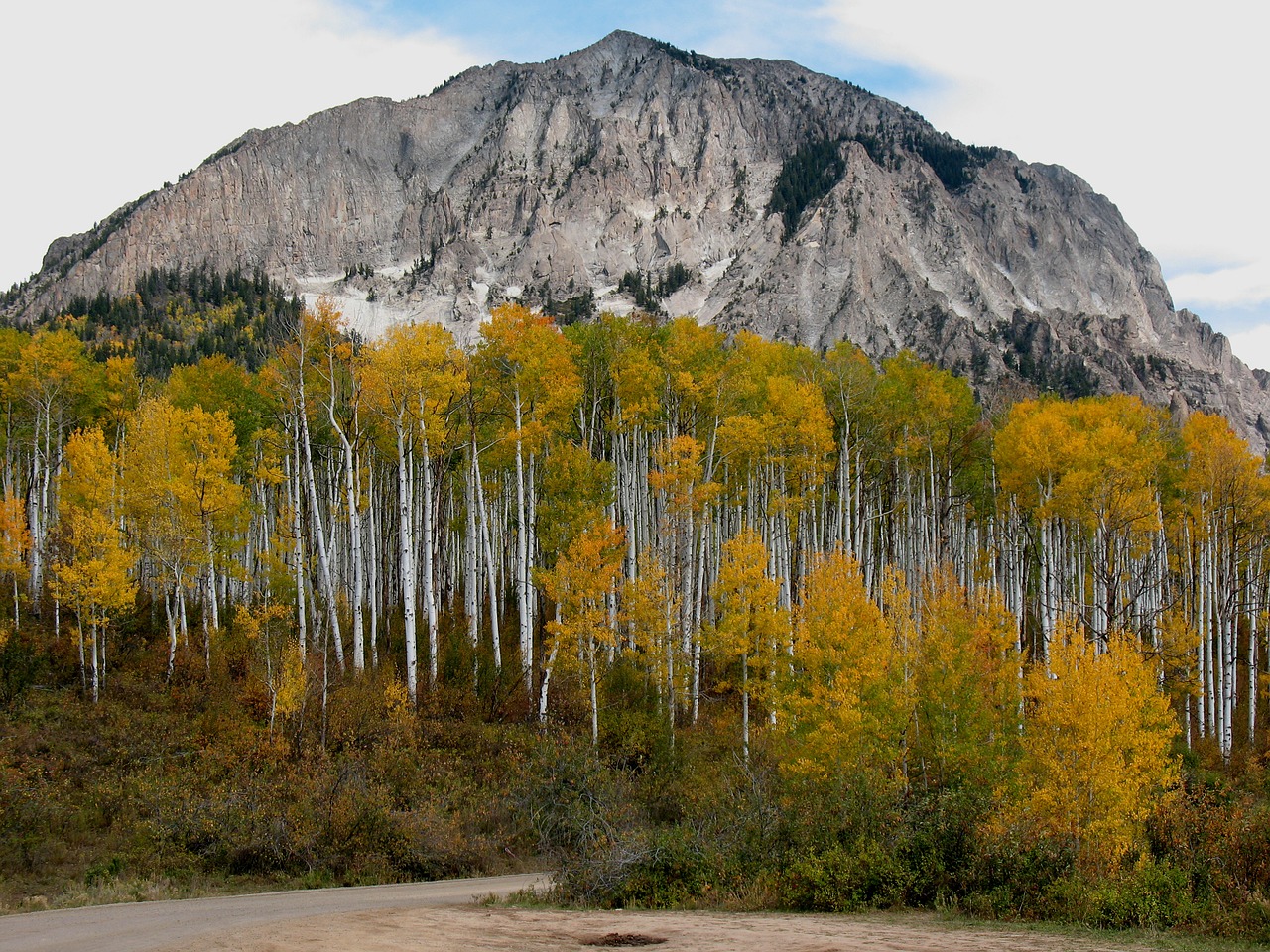 colorado aspens mountain free photo