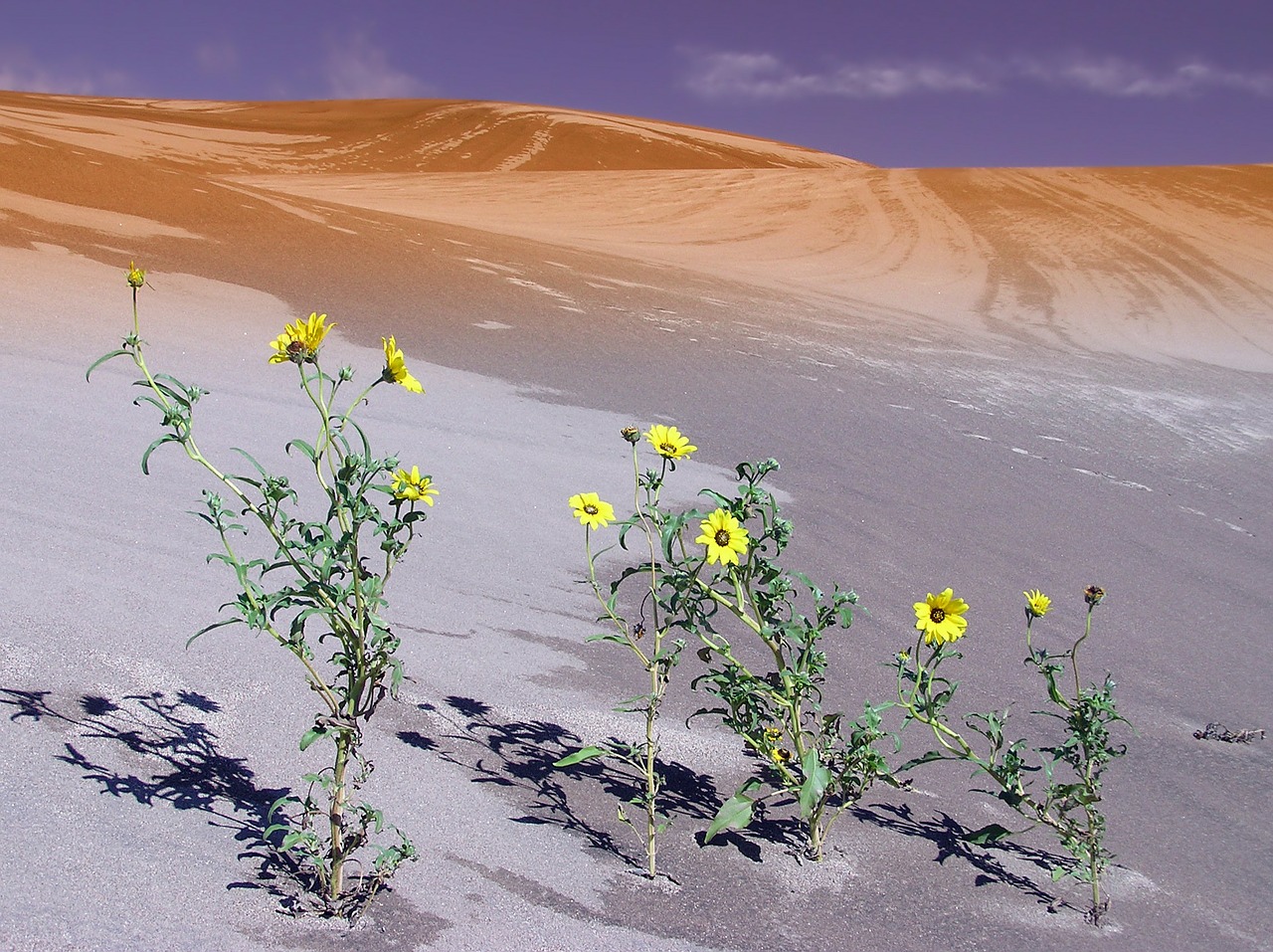 colorado sand dune dunes free photo