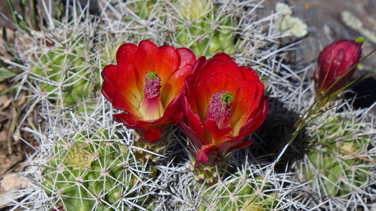 cactus bloom colorado free photo