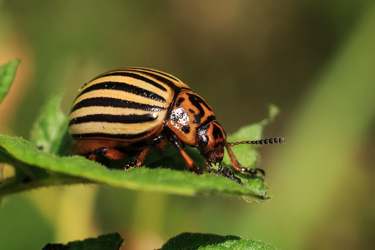 colorado pests beetle free photo