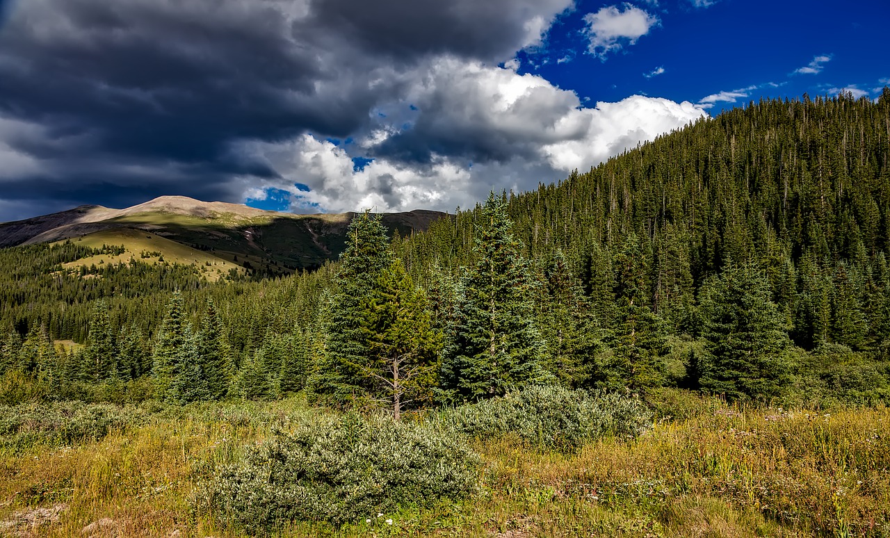 colorado rocky mountains forest free photo