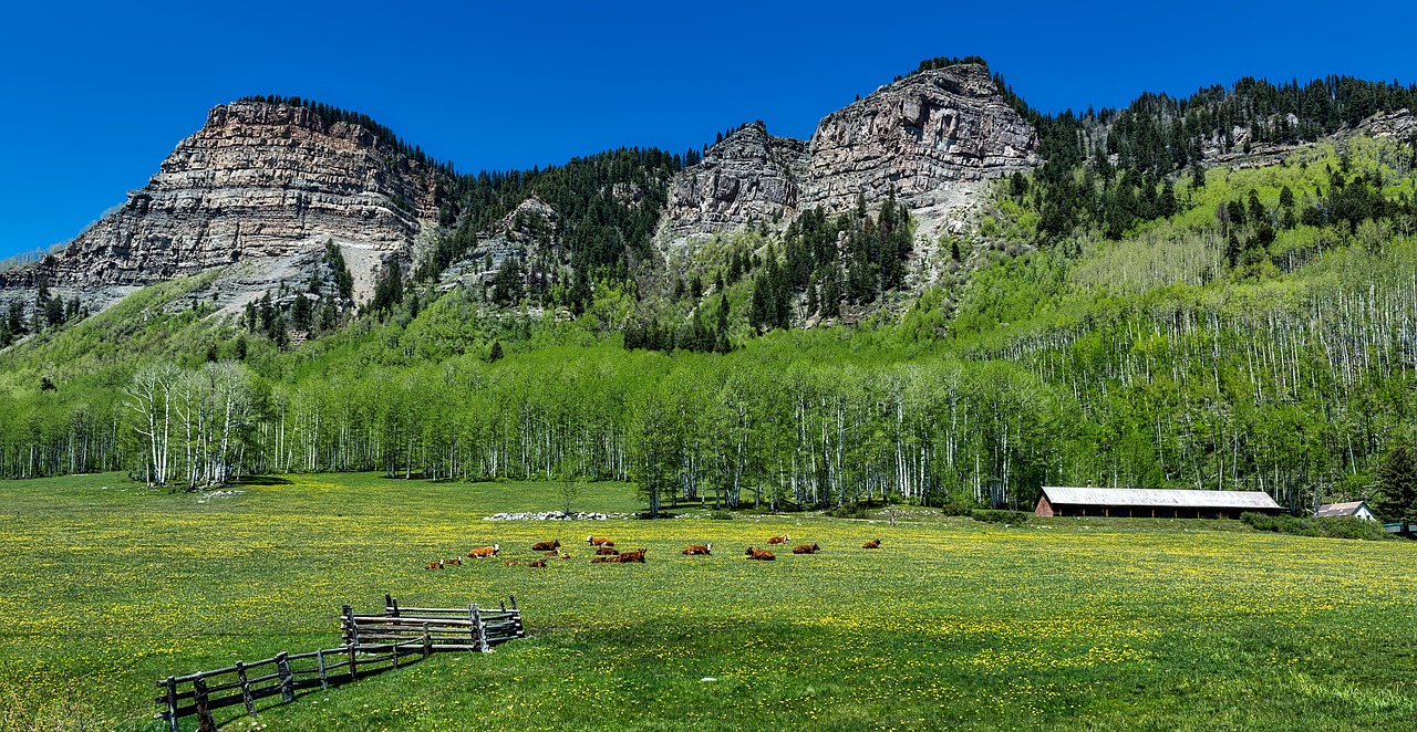 colorado cattle cows free photo