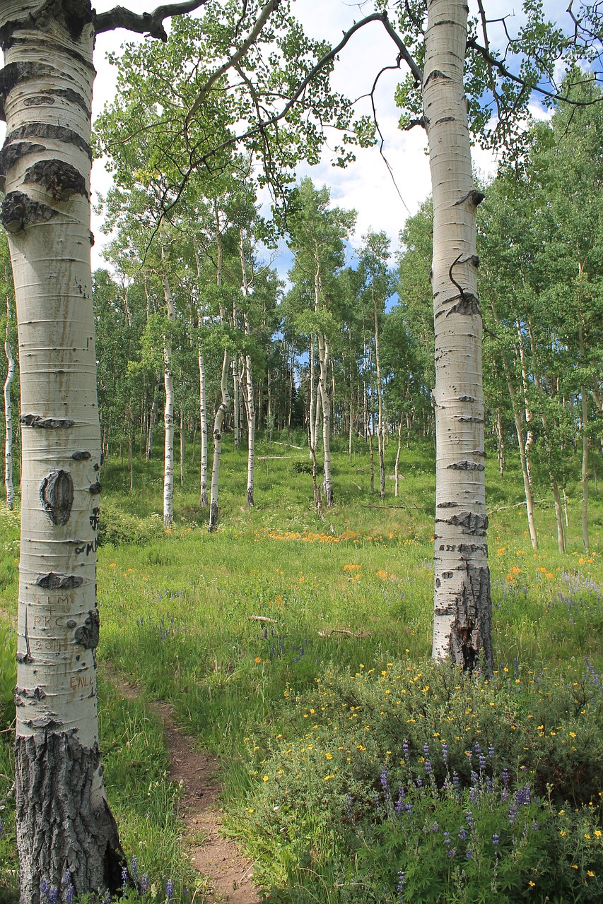 colorado aspen grove trail free photo