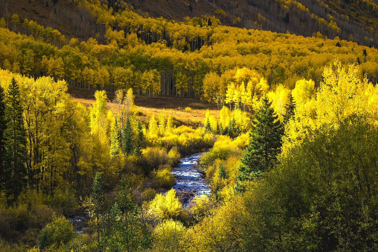 colorado fall leaves mountains free photo