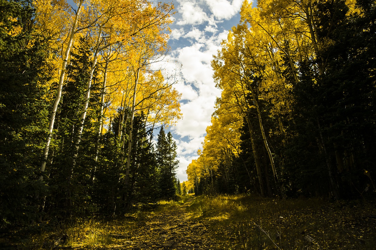 colorado fall leaves mountains free photo