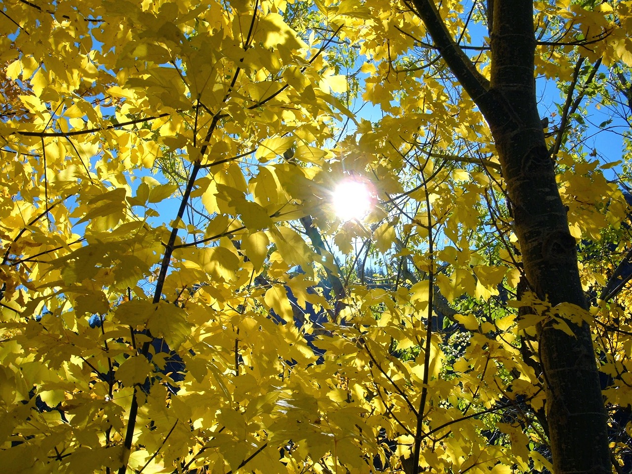 colorado fall leaves free photo