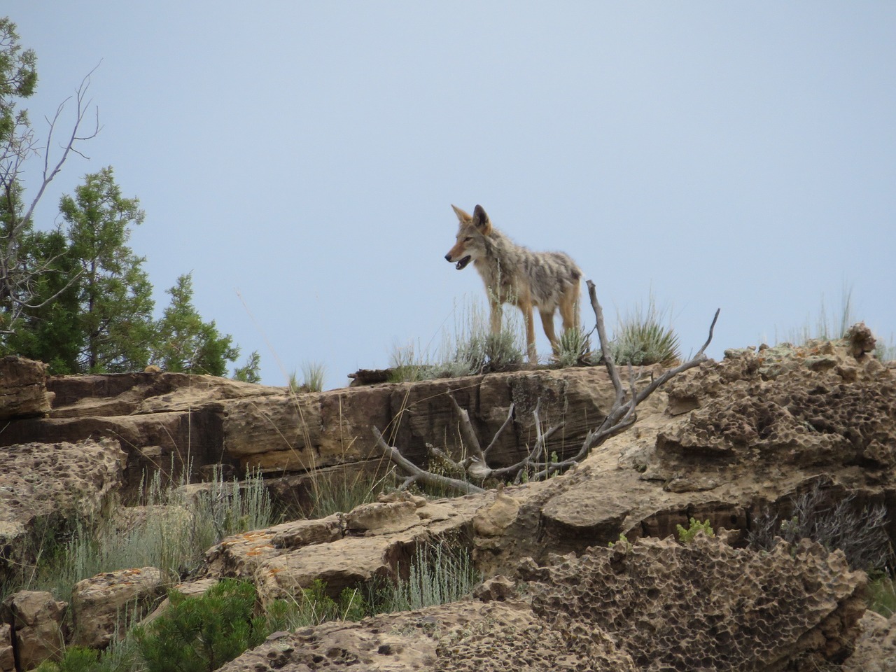 colorado coyote desert free photo