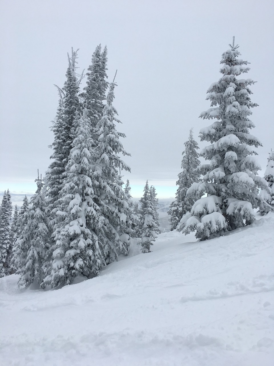 colorado trees pine free photo