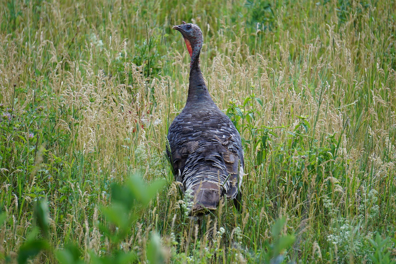 colorado  turkey  female free photo