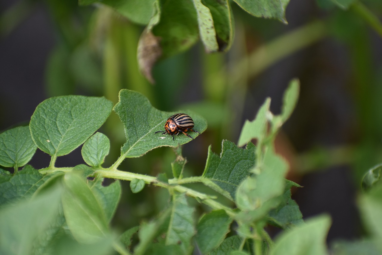 colorado  beetle  pest free photo