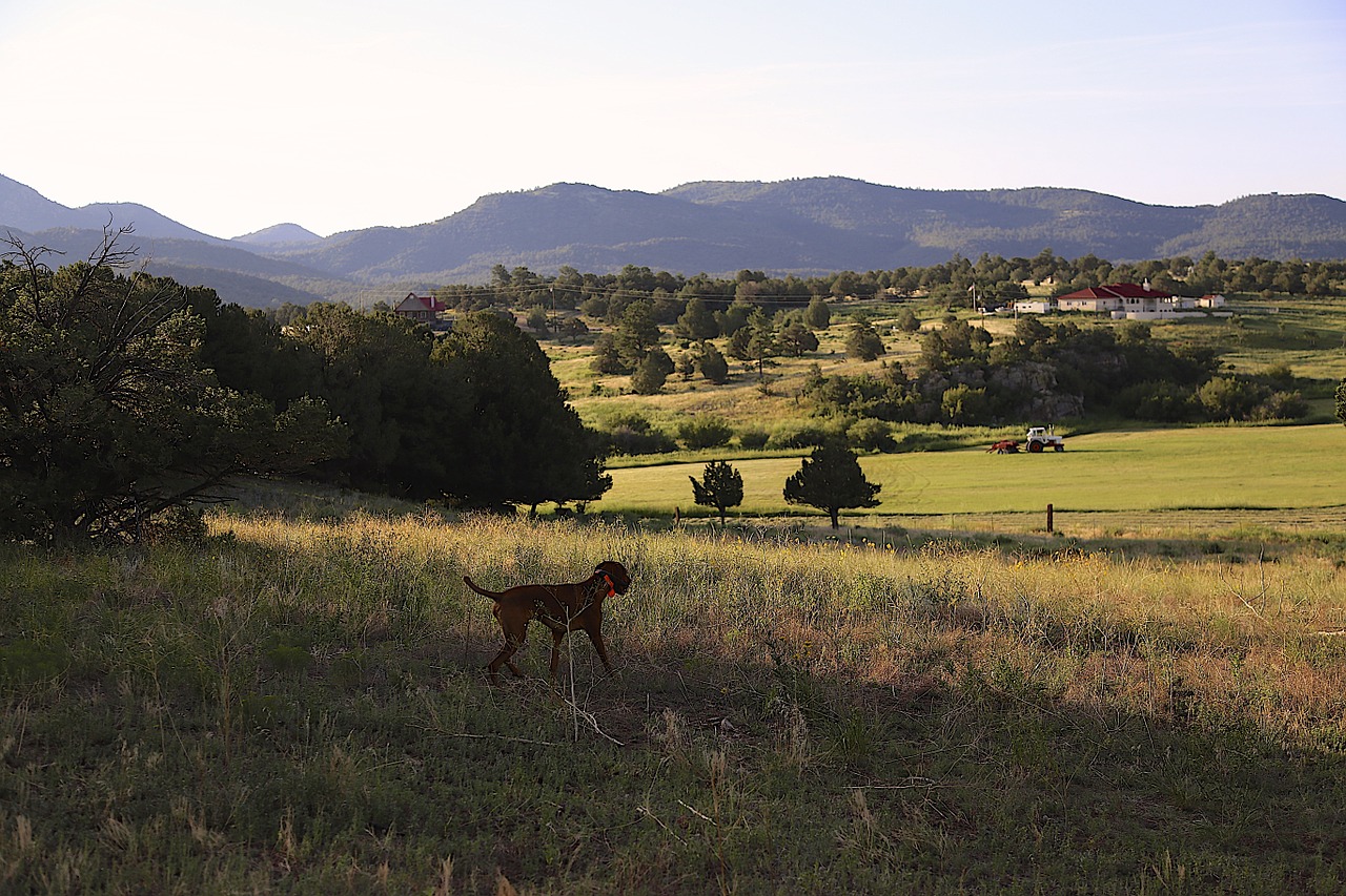 colorado countryside vizsla free photo