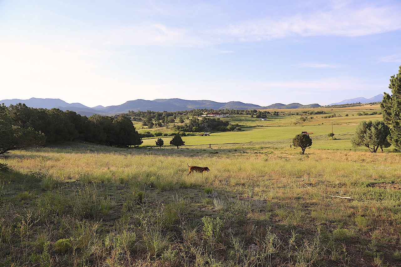 colorado countryside vizsla free photo