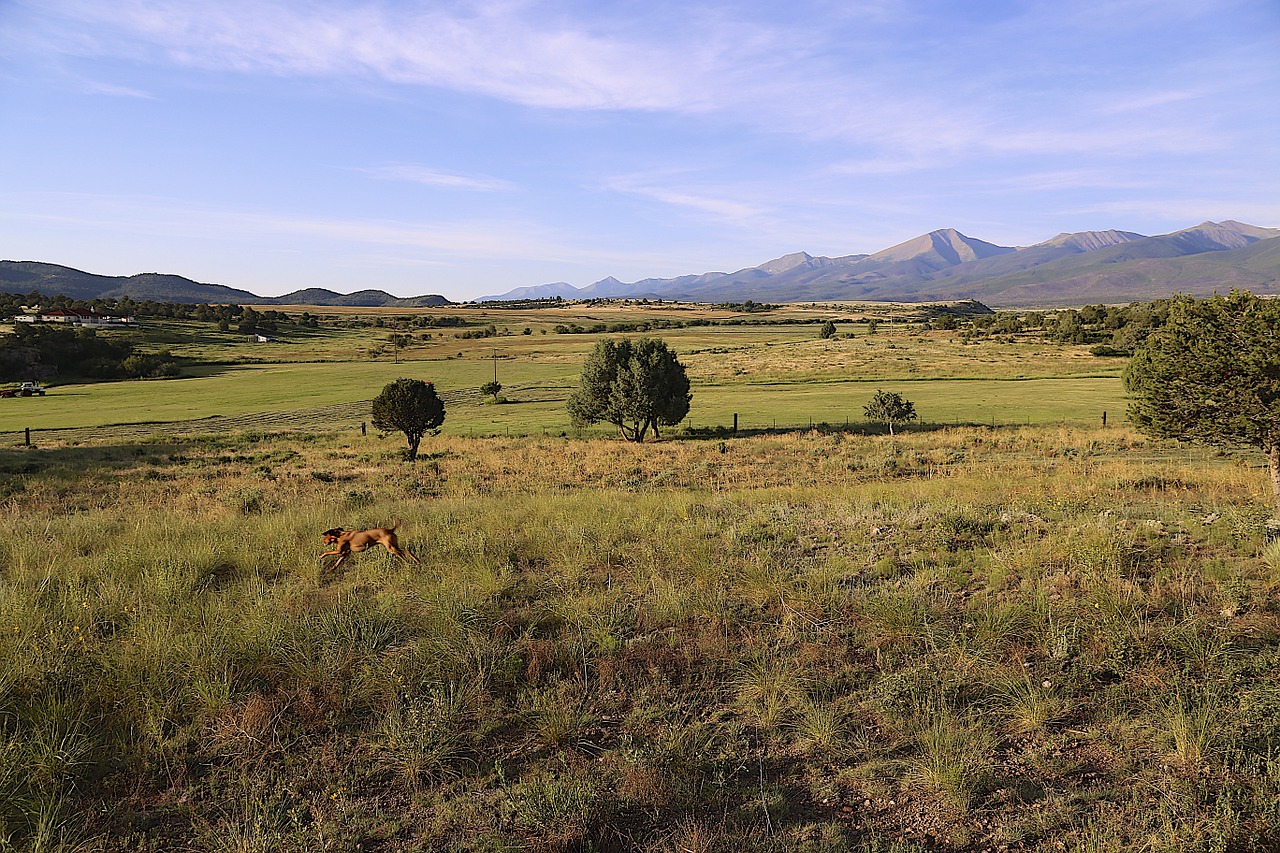 colorado countryside vizsla free photo