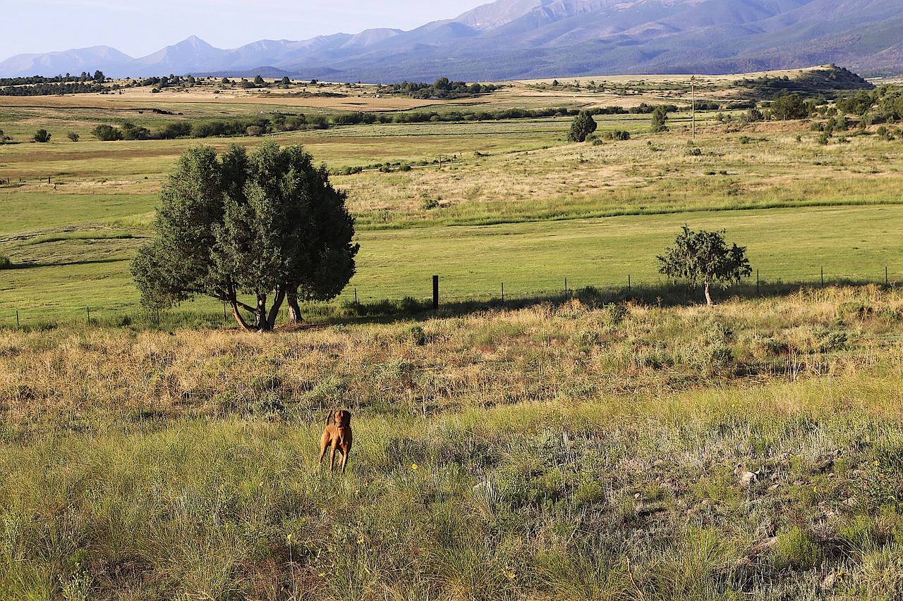 colorado countryside vizsla free photo