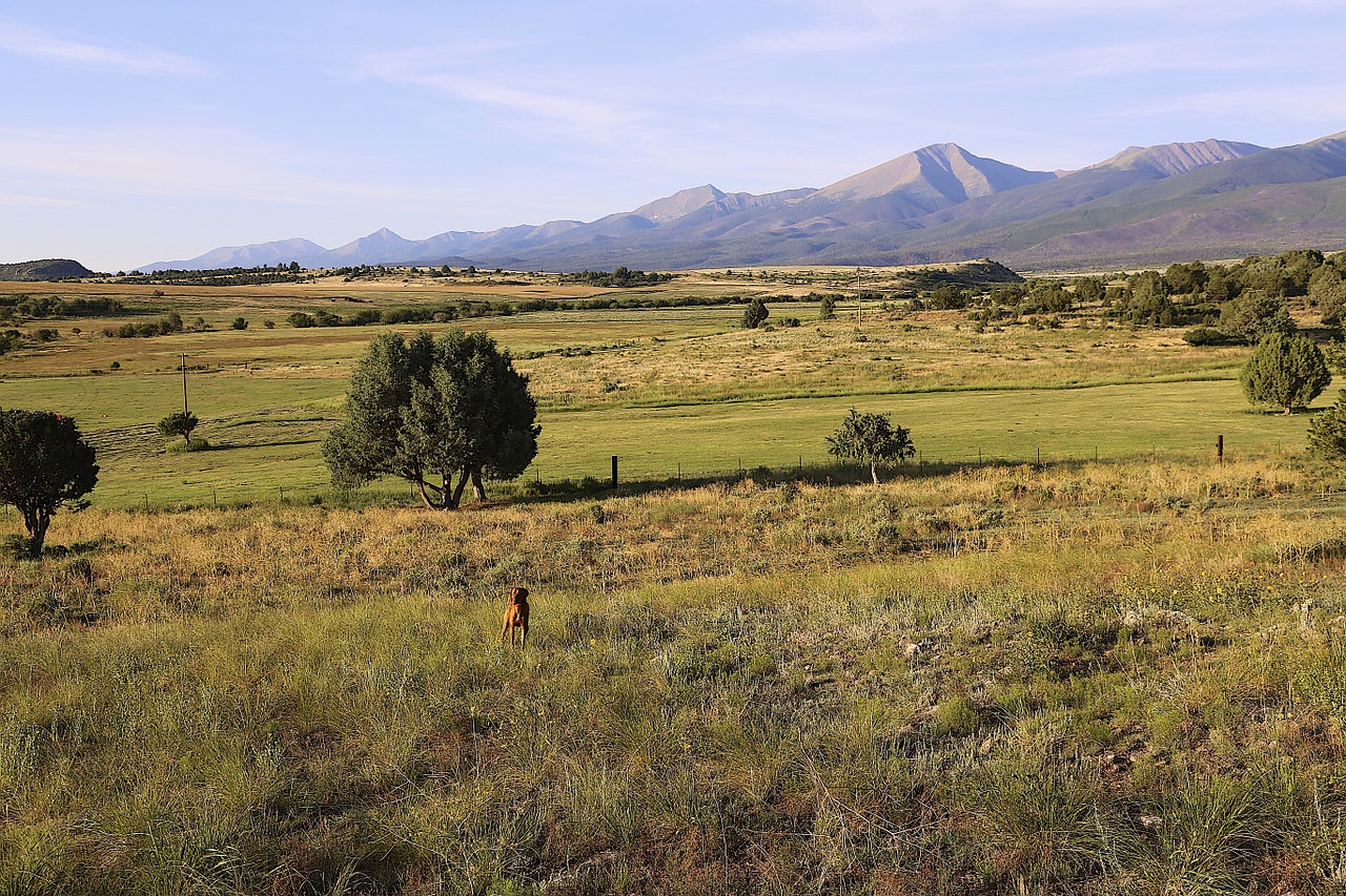 colorado countryside vizsla free photo