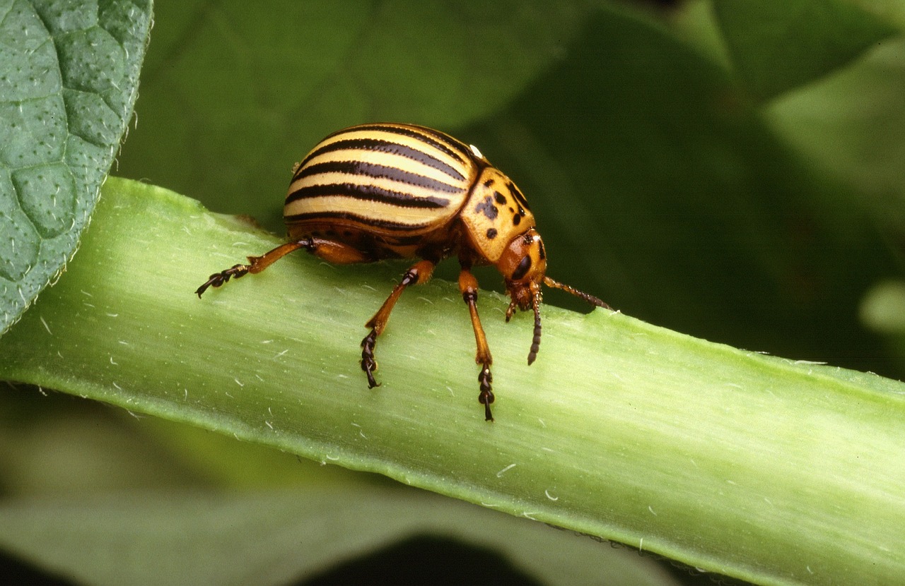 colorado potato beetle insect bug free photo