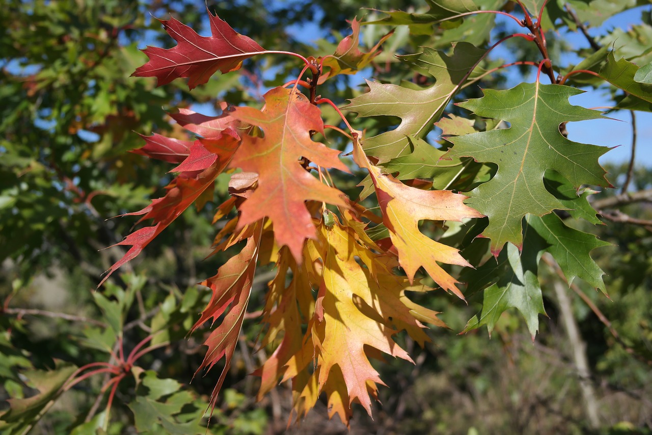 colored  nature  foliage free photo