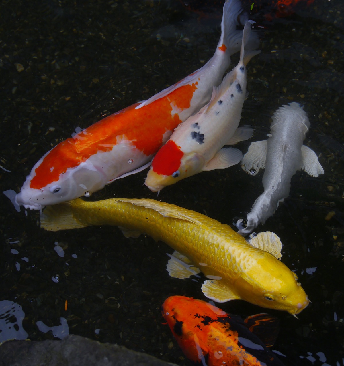 aquarium fish colored carp koi free photo