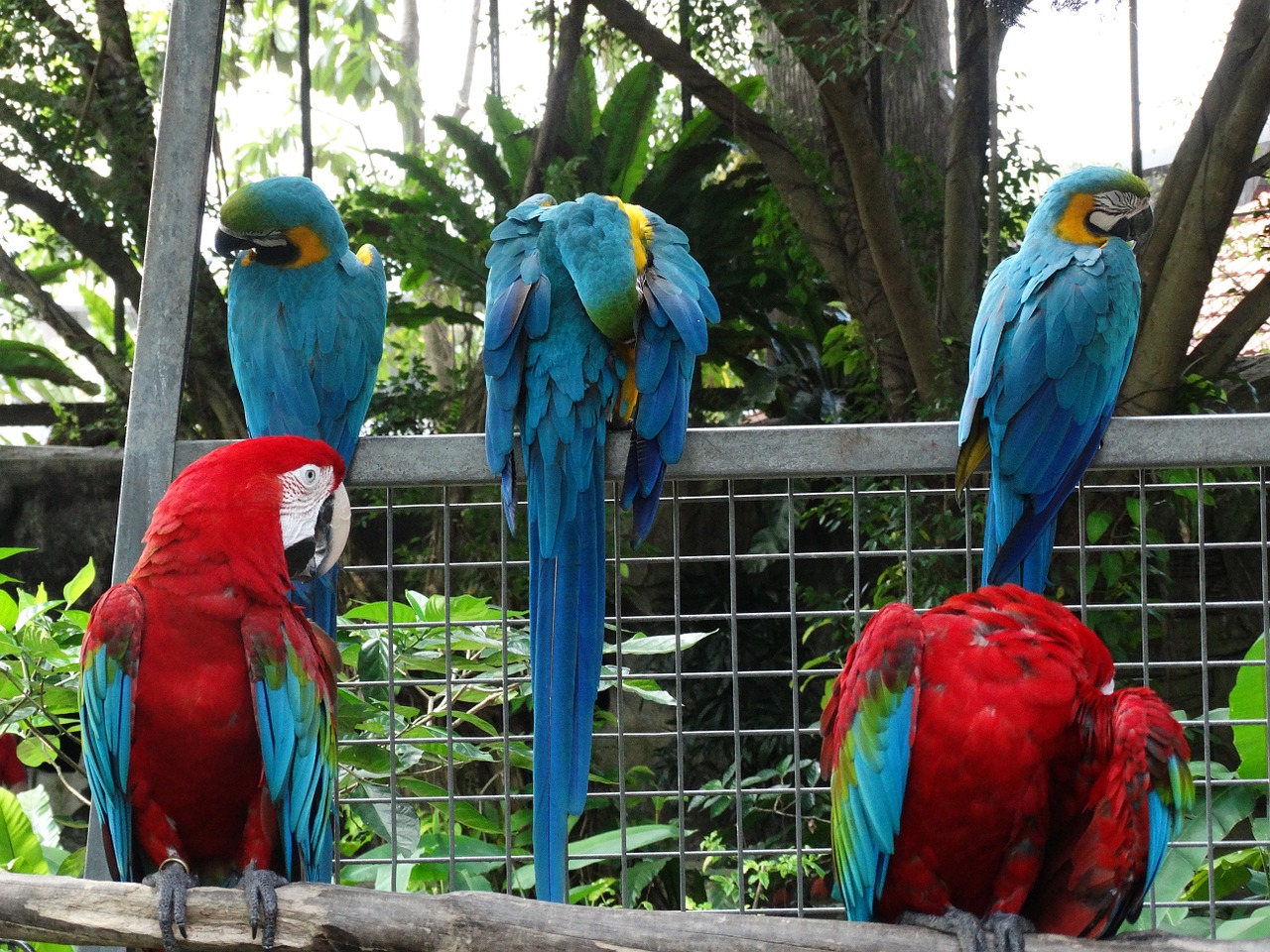 colorful macaw bird free photo