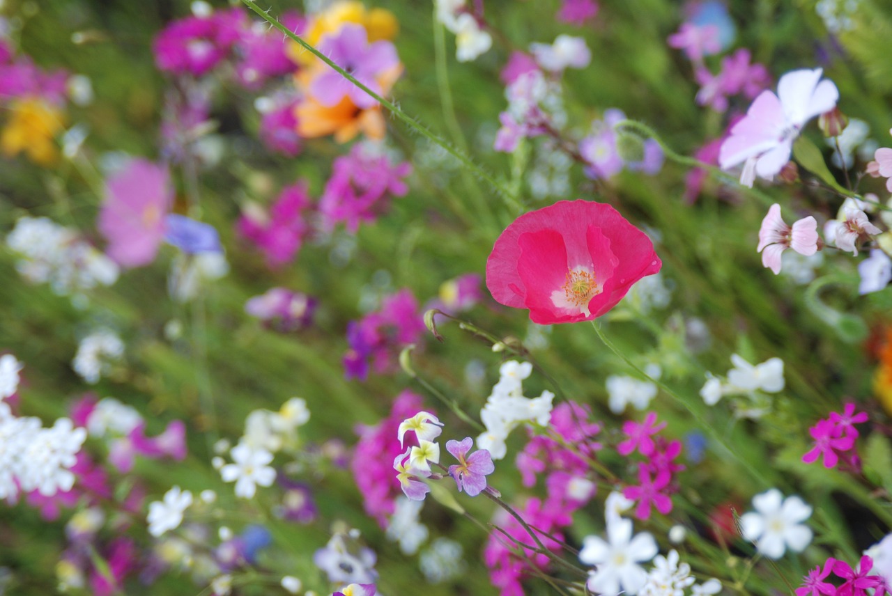 colorful flowers flower meadow free photo