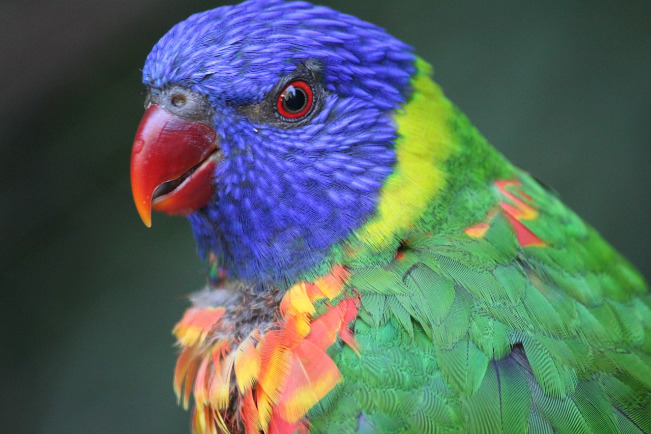 colorful bird rainbow free photo