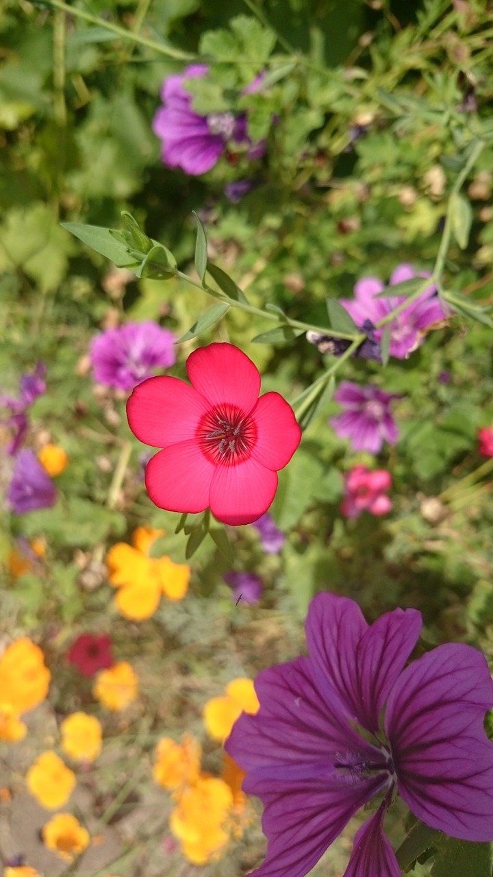 colorful summer flower meadow free photo