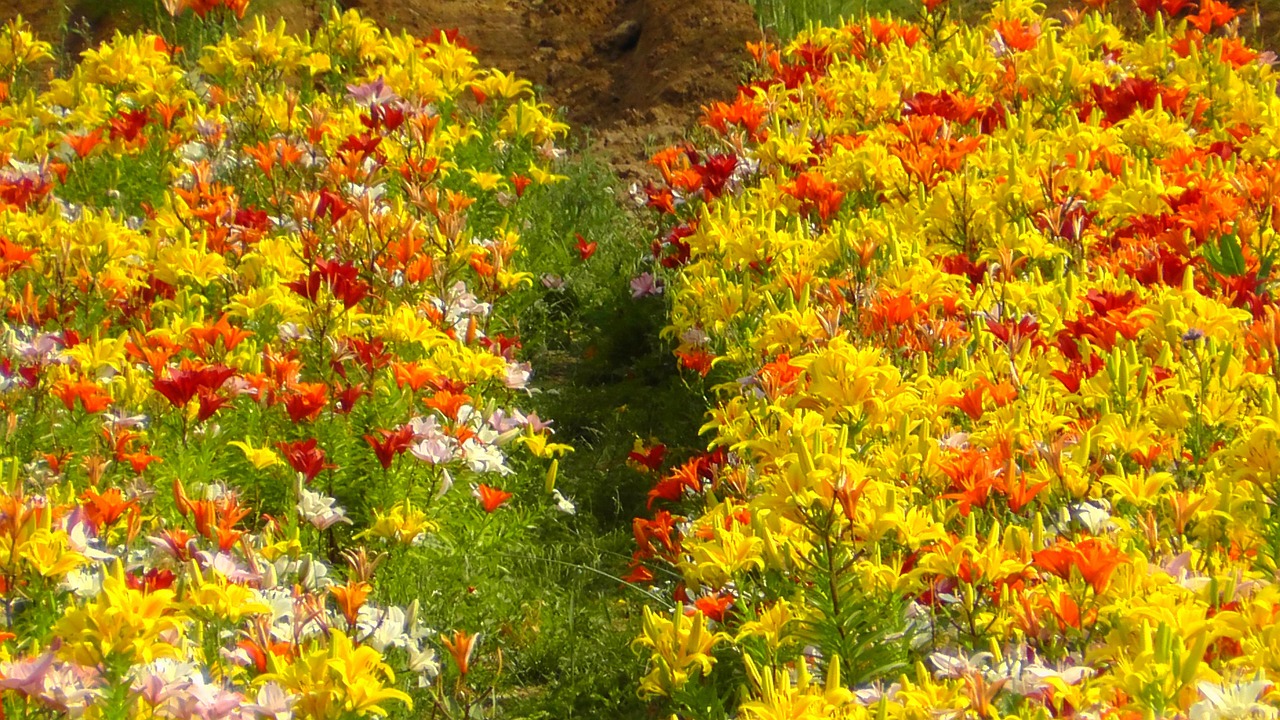 colorful colored field of flowers free photo