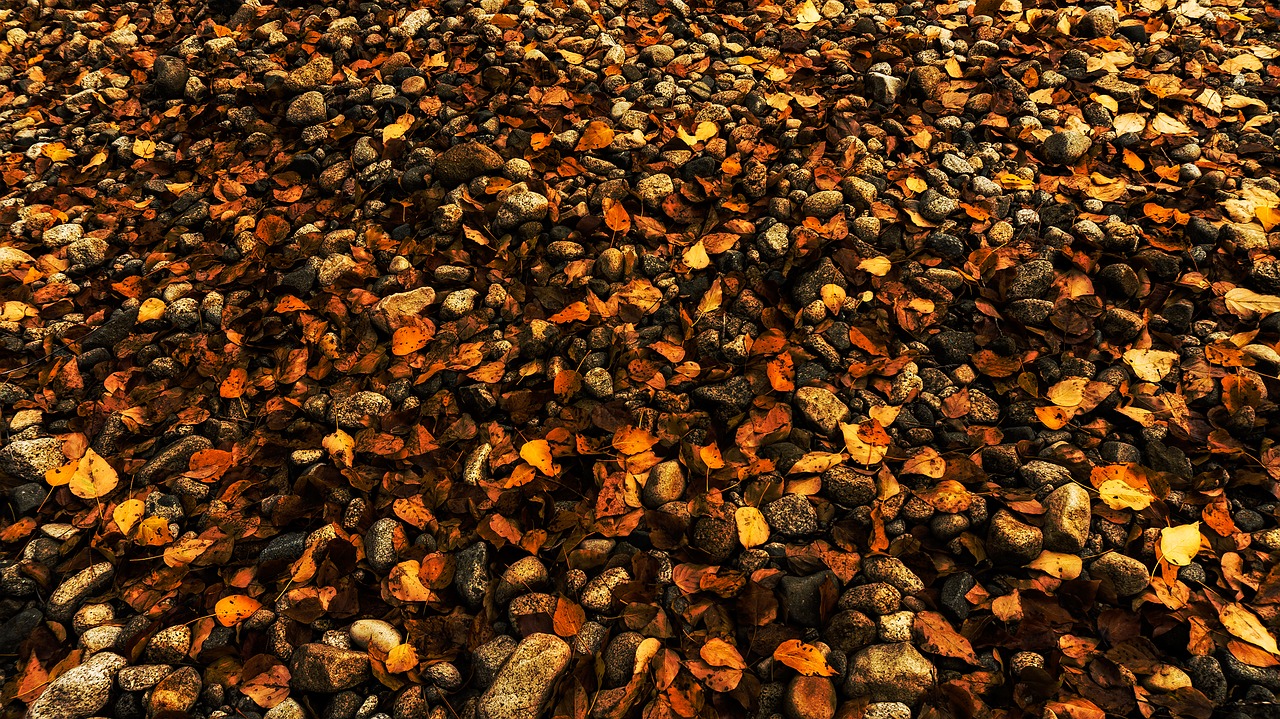 colorful fall forest floor free photo