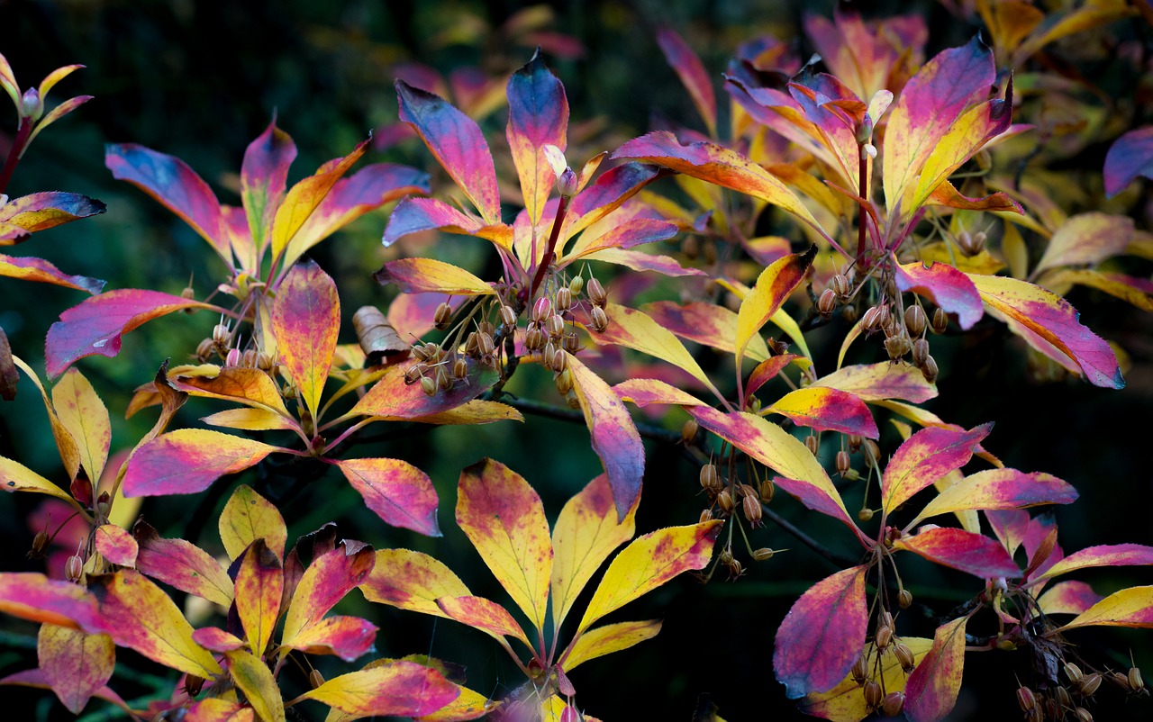 colorful plant leaves free photo