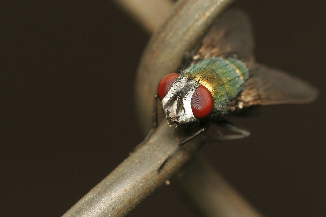 colorful insect bug free photo