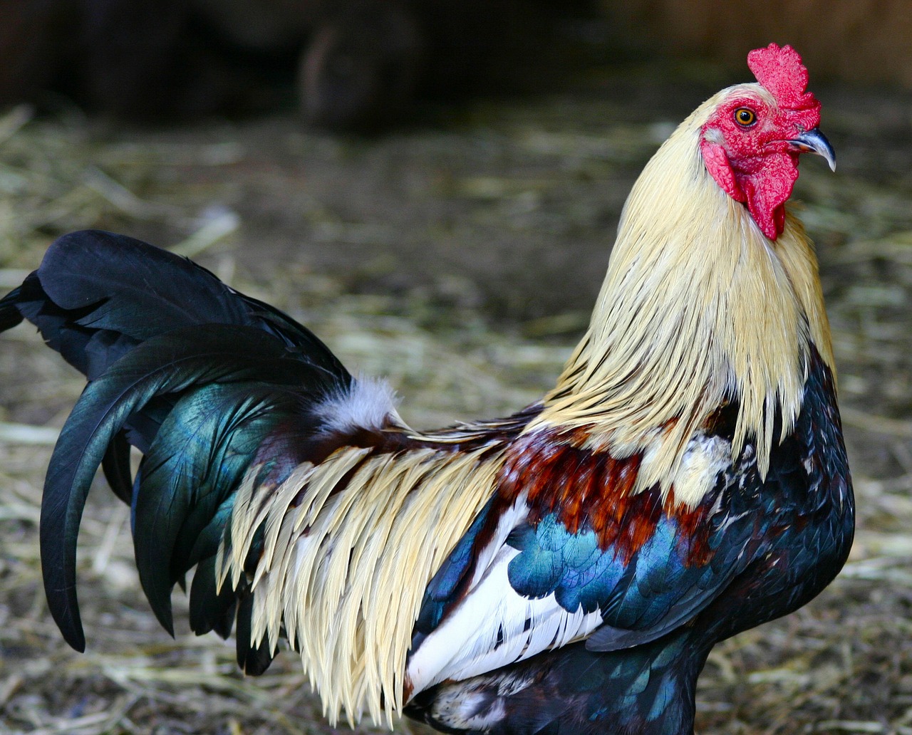 colorful rooster feathered free photo