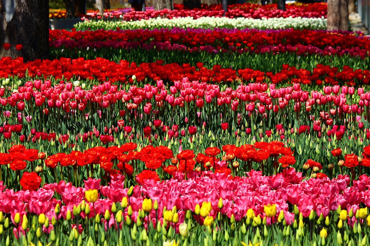 colorful parade the feast of tulips free photo