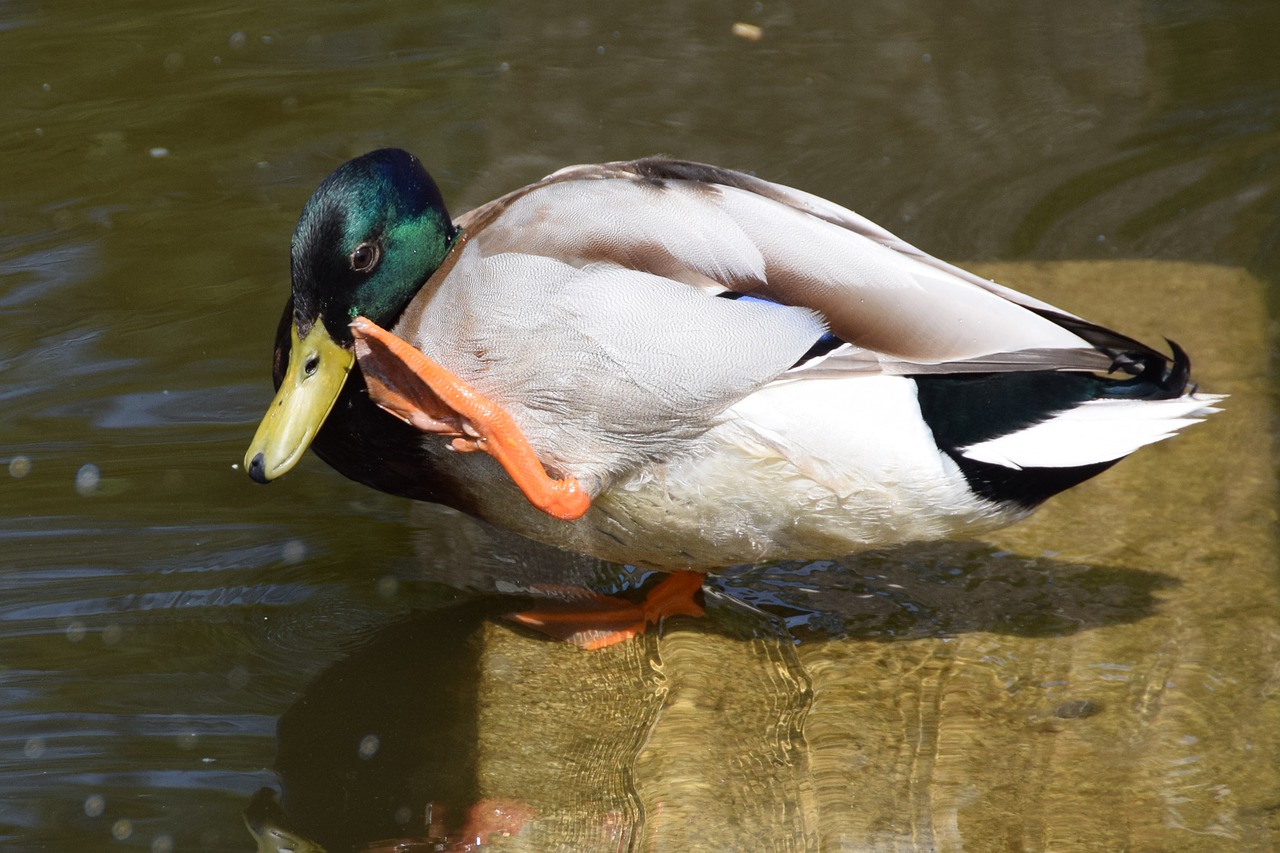 colorful duck on vacation free photo