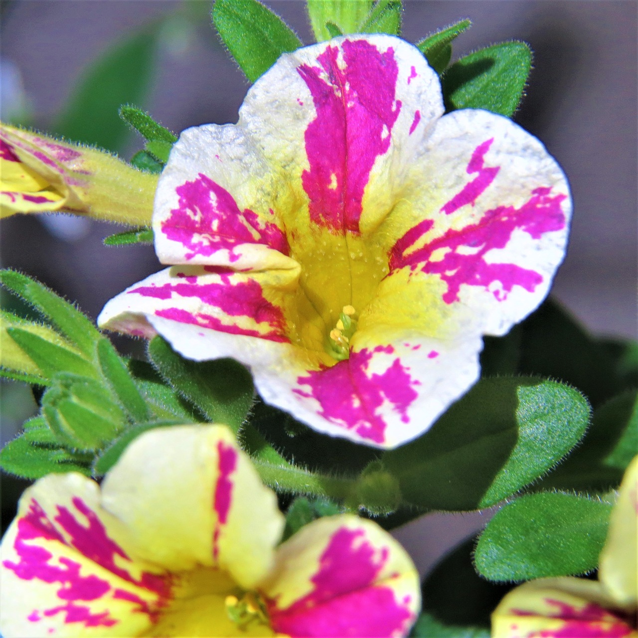 colorful flower pink and white free photo